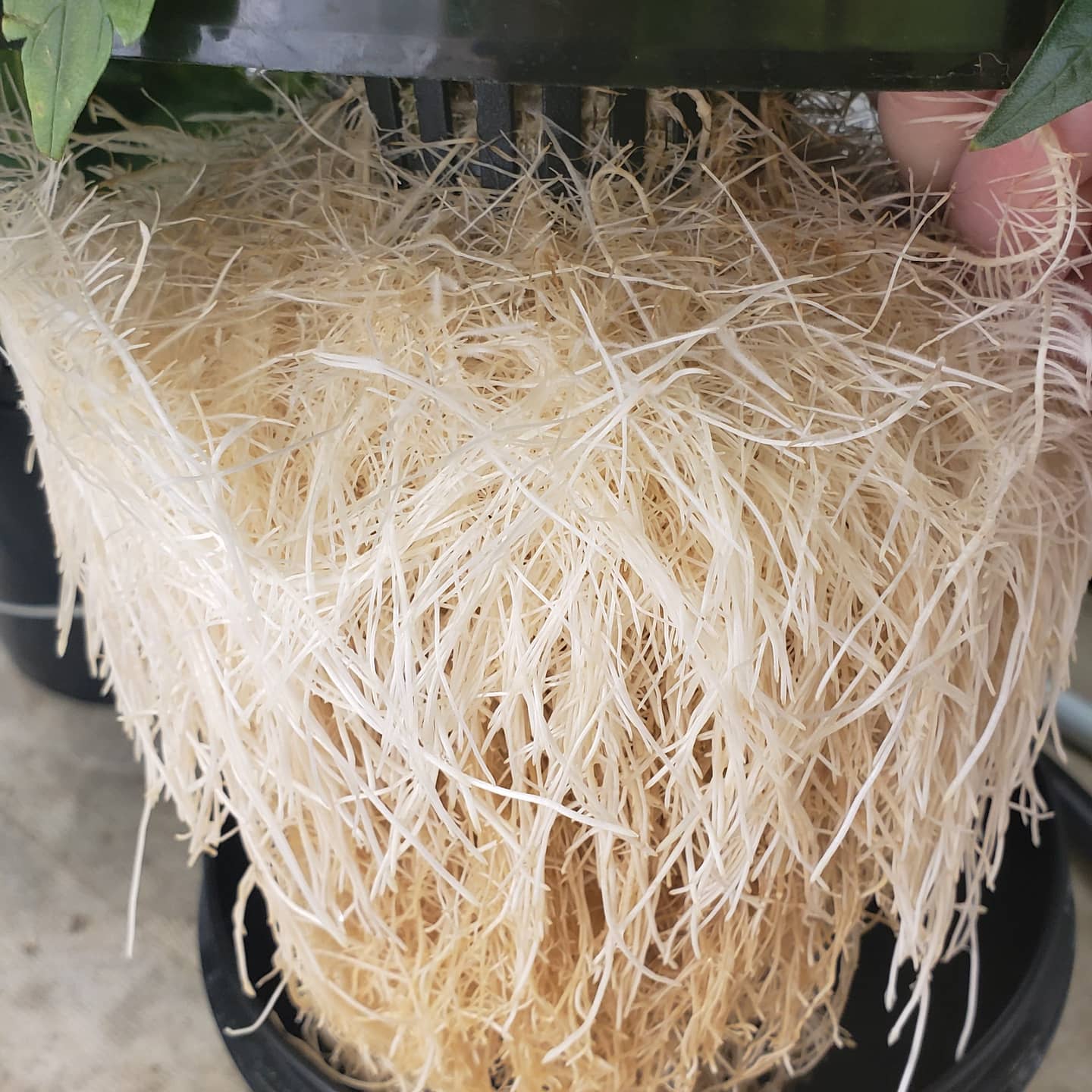 Google root porn. See if you find anything that looks like the roots that our bottlepoics hydroponic system produces. We dare you.